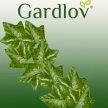 Gardlov Műborostyán - füzér 12,6 m 19733