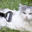 Purlov trimmer/fésű kutyáknak, macskáknak 20427