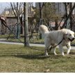 Purlov Fényvisszaverő kiképző póráz 5m 21655