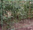 Gardlov növényfuttató háló növény támasz 2x10m 23978