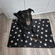 Purlov XXL Kutyaágy 100x70cm fekete -  fehér tappancs mintával 24862