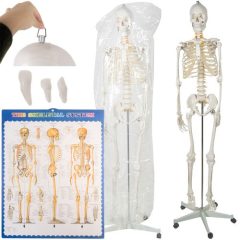 Emberi csontváz anatómiai modell Malatec 22583