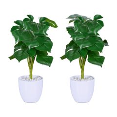 Monstera művirág 2 db-os készlet 10045558