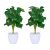 Monstera művirág 2 db-os készlet 10045558
