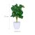 Monstera művirág 2 db-os készlet 10045558