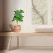 Monstera művirág 2 db-os készlet 10045558