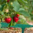 Eperpalánta tartó érlelőrács 10 darabos készlet 10049182