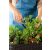 Keter Easy grow polyrattan virágláda - barna 230297